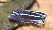  Melanochromis Cyaneorhabdos Maingano