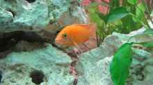 Aulonocara FireFish Männchen