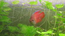 Roter Zwergfadenfisch