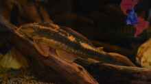 Cochliodon basilisko