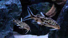 Besatz im Aquarium My Malawi-Dream