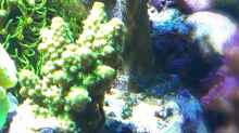 Pflanzen im Aquarium Juwel Trigon 350
