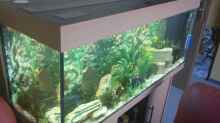 Aquarium Juwel Rio 240