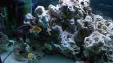 Dekoration im Aquarium Becken 233