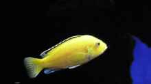 Labidochromis caeruleus yellow  ; Weib