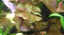 Nymphaea lotus var.rubra - Roter Tigerlotus