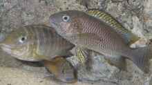 Petrochromis famula tembwe