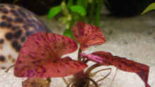 Nymphaea lotus var. viridis