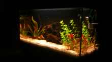Aquarium Becken 23381