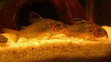 Corydoras reticulatus