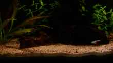Dekoration im Aquarium Becken 23381