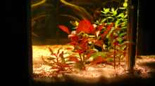 Pflanzen im Aquarium Becken 23381