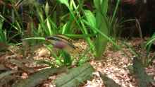Pelvicachromis taeniatus // Smaragd-Prachtbarsch (Purpurprachtbarsch)