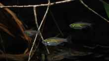 Besatz im Aquarium Afrikas Kongo River