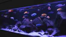 Besatz im Aquarium Malawibiotop - 1.400 Liter