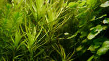  Eichhornia diversifolia - Verschiedenblättrige Wasserhyazinthe