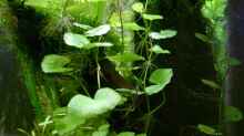 Hydrocotyle leucocephala - Brasilianischer Wassernabel