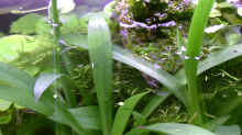 Spiranthes odorata - Wasserorchidee