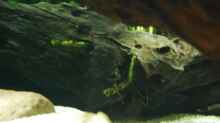 Microsorum pteropus (Javafarn) - für die faulen Aquarianer: wächst auch super,