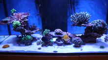 Aquarium Hauptansicht von Becken 23975