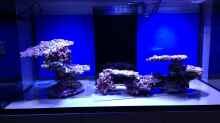 Dekoration im Aquarium Becken 23975