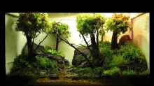 Aquarium Hauptansicht von 'Mossy Forest' Paludarium