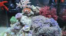 Aquarium --Littel Ozean--