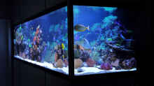 Dekoration im Aquarium Becken 24291