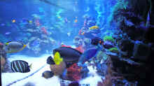 Dekoration im Aquarium Becken 24291