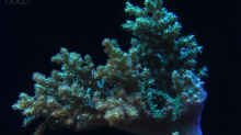 Sinularia sp. 05 - Weichkoralle grün