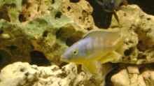 Eclectochromis ´mbenjii´ Thick Lip
