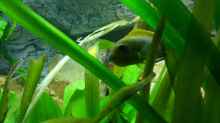 Labidochromis sp. hongi -red top Weibchen mit Eiern im Maul