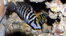 Altolamprologus Calvus vs Julidochromis regani kipili