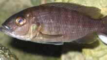 Sciaenochromis fryeri Weibchen