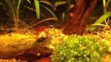 Besatz im Aquarium Manaus Unterholz