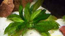 Echinodorus grisebachii - Samolus-Schwertpflanze
