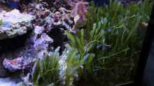 Caulerpa taxifolia - Grünalge