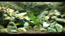 Aquarium Hauptansicht von Mbuna Rocks