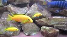 Labidochromis yellow mit Jungtieren