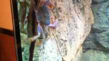 Malawikrabbe im Klettergarten