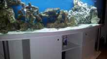 Dekoration im Aquarium Meerwasser Aquarium