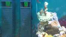 Aquarium Salzwasser Würfel