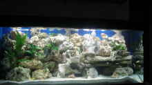 Aquarium von vorne