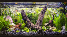 Pflanzen im Aquarium Juwel-Vision-180