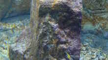 Dekoration im Aquarium Becken 25310