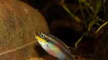 Pelviachromis Weibchen