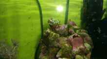 Besatz im Aquarium Nano Riff