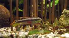PURPUR- PRACHTBARSCH Pelvicachromis...