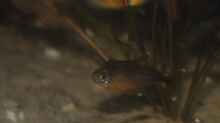 Männlicher Kupfersalmler (Hasemania nana)