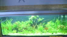 Aquarium Becken 25448